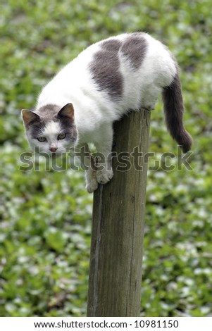gray and white cat posed on pole about to jump