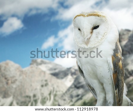 Beautiful Barn Owl in to the wild nature