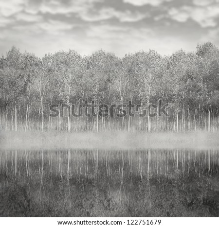 Beautiful landscape of a woods of poplar reflected in the water with foggy and cloudy sky in black and white