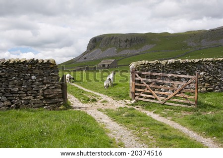 Sheep, gate and Limestone