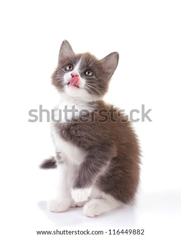 little grey kitten licking lips isolated on white