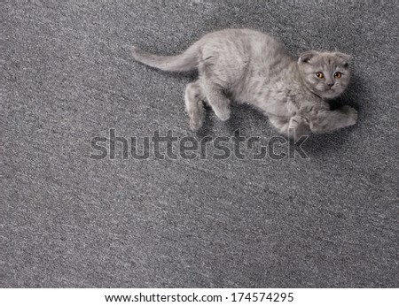 little grey british kitten playing, lying on grey cover  and looking up