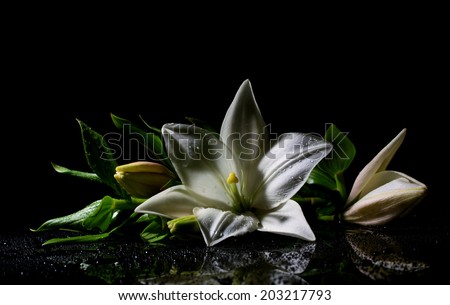 beautiful white freshness lily with buds lying  on reflection table with bright water drop on dark background