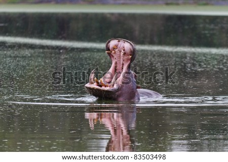 Hippopotamus with its mouth wide open