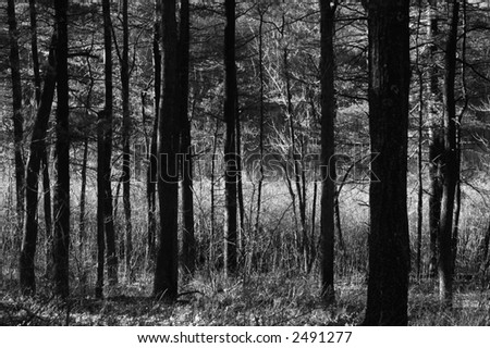 Trees in forest-black and white