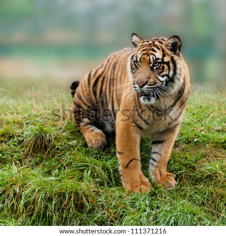 Sumatran Tiger Sitting on Grassy Bank Panthera Tigris Sumatrae