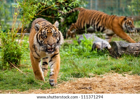 Two Young Sumatran Tigers Running And Playing Panthera Tigris Sumatrae ...