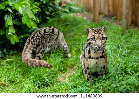 Male Clouded Leopard Posing with Female in Background Neofelis Nebulosa