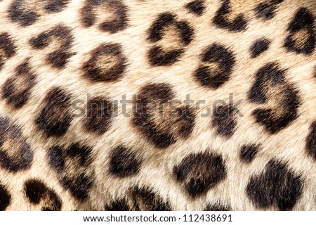 Real Live Leopard Fur Skin Texture Background Panthera Pardus Orientalis