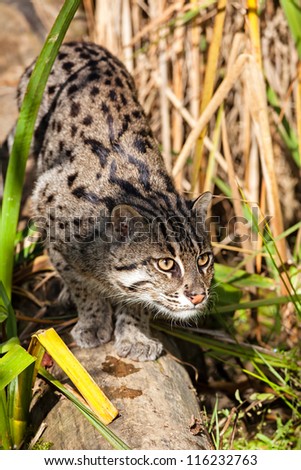 Fishing Cat Stalking through Long Grass Prionaliurus Viverrinus