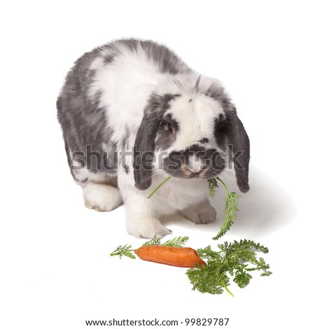 Cute Grey and White Lop Eared Bunny Rabbit eating Carrot and Green Vegetables On White Background