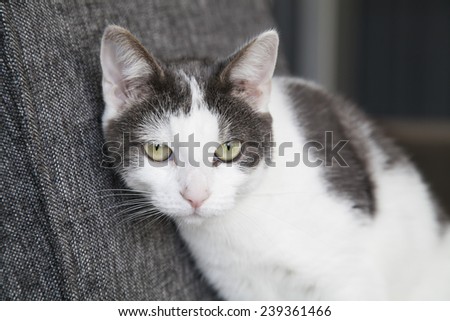 Calico cat on chair in living room