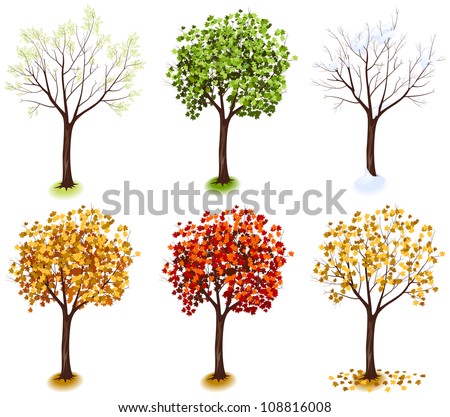 Maple Tree. Isometric Trees In Vector (Four Seasons Series) - 108816008 ...