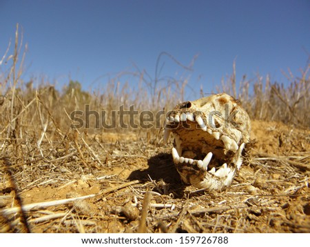 dog skull  broken over desert ground