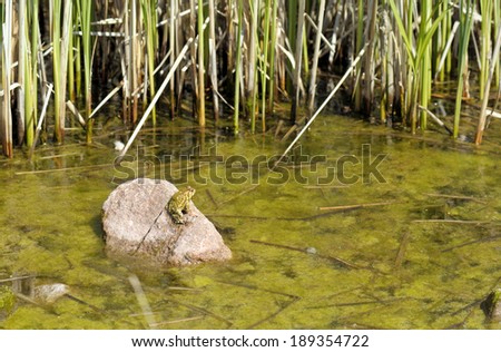 A brown Eastern American Toad sits on a rock in a slimy pool of seaweed, algae and reeds