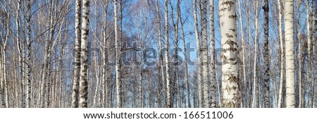 Trunks of birches in winter forest