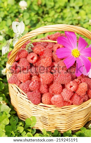 Basket full of ripe raspberry and flowers