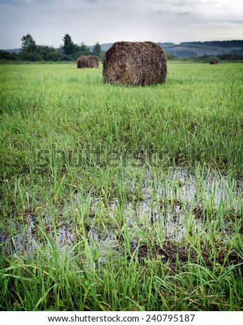 Summer landscape with rolls of hay on the wet mowed field