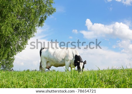 Cow is grazing in the meadow against the sky