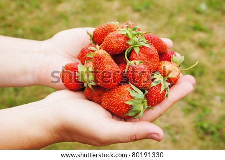 Female hands hold large and ripe berries of garden wild strawberry