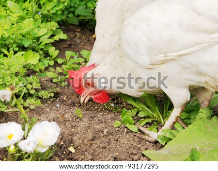 Hen pecks grain
