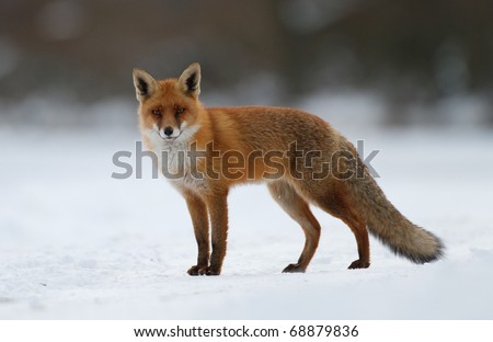 red fox in the snow