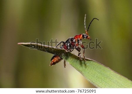 Red beetle perched on a single blade of grass