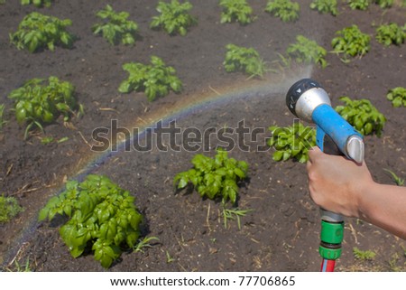Watering potato crops with a watering gun with a rainbow refracted through the water droplets