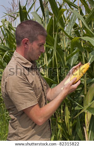 Farmer inspecting the years maize or sweetcorn harvest