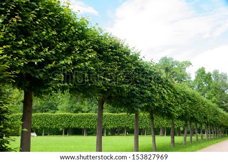 alley of green trees trimmed square shape in the Park
