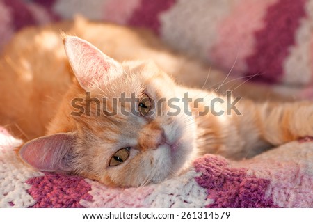 redhead hairy cat is looking right sleepy eyes on a pink blanket