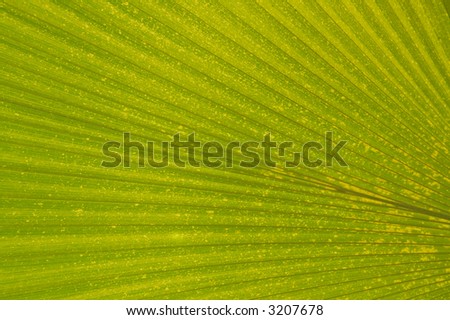 Green Leaf of Tropical Plant. Good Wallpaper