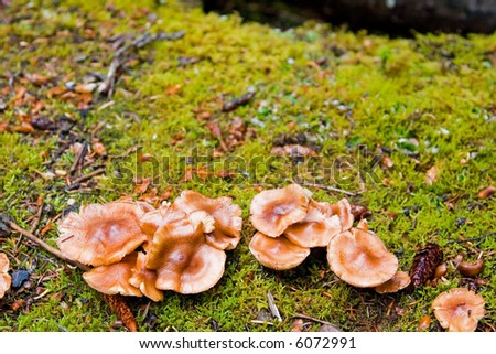 Mushrooms growing wild on the forest floor amidst green moss and rocks of granite