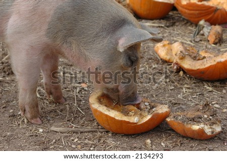 Pig Eating a Pumpkin