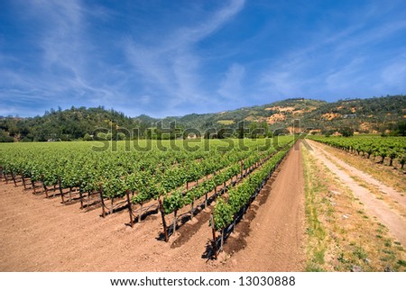 Vineyard in the wine growing region of Napa in California.