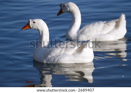 Two Swans on Still Lake