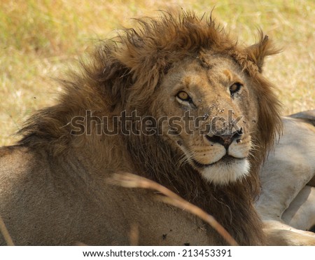 Male lion resting in shade, alert and covered with flies. Scarred face full of scars. Clever brown eyes. Dry grass savanna background. Safari in Masai Mara National Park in Kenya, East Africa.
