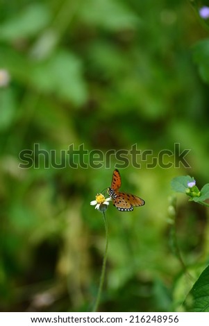 a colorful butterfly perch on flower in the garden. Blur effect of depth of field.