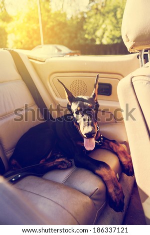 Funny Dog in Old Cabriolet (Retro Design Picture)