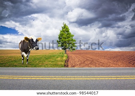 American Country Road with Cow