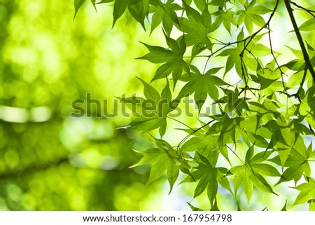 Fresh green leaves in the spring.