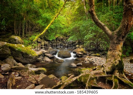 Forest and creek near Torc Waterfall, Killarney National Park, County Kerry, Ireland.