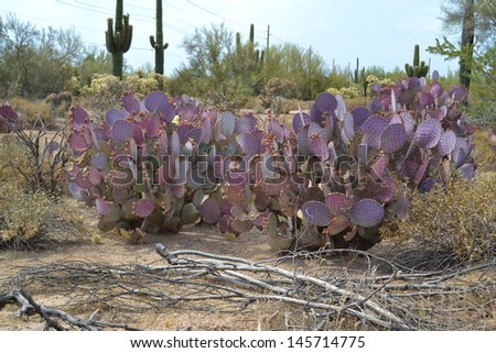 Violet Prickly Pear Cactuses in the Arizona Desert