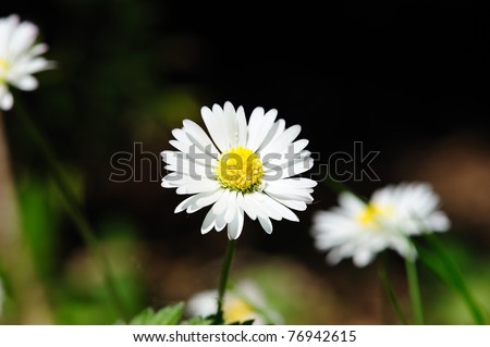 Image, Stock Photo Margarite blossom and blades of grass in the backlight of the evening sun