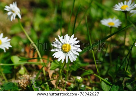 Similar – Image, Stock Photo Margarite blossom and blades of grass in the backlight of the evening sun