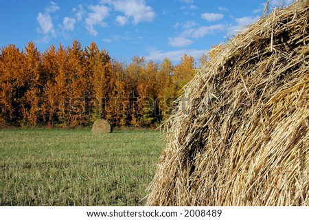 Hay field in autumn.