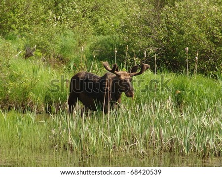 Young bull moose wades out into pond in Northern Ontario near Hearst to escape flies. June 2003.