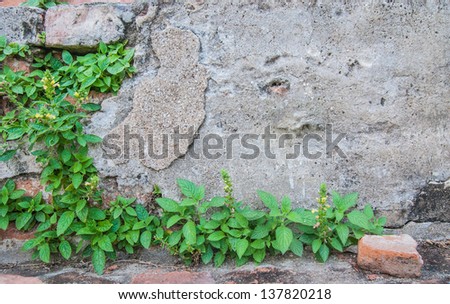 Green plant growing on cement wall