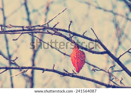 Filtered image : A red leaf hangs on bare branch. Effects were used in the photo to look old and vintage like filter in Instagram.
