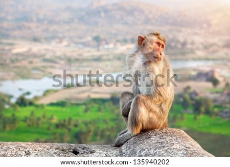 Monkey sitting at Hanuman Monkey Temple near ruins of Vijayanagara Empire in Hampi, Karnataka, India